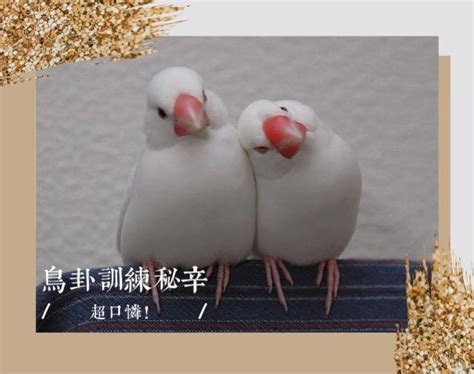 龜鳥卦破解|關於“算鳥卦”知多少？ 訓鳥師揭殘酷面